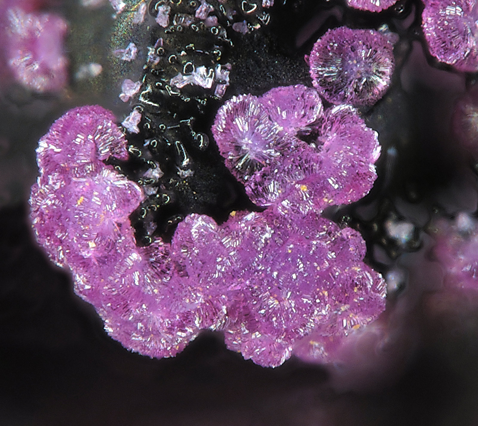 Strengite
fov 1.0 mm
(Autor: Jordi Fabre)