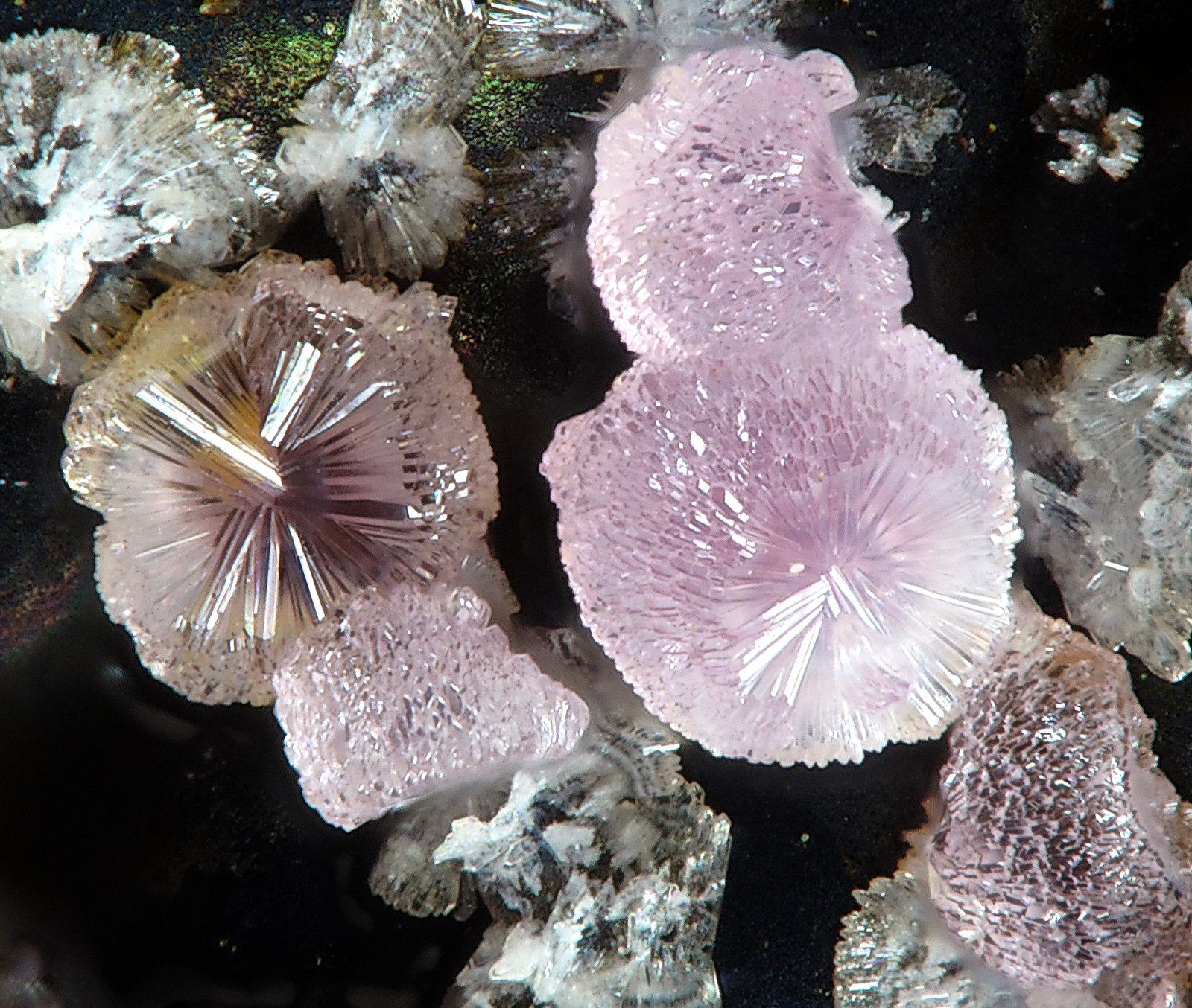 Strengite
fov 1.3 mm
(Autor: Jordi Fabre)