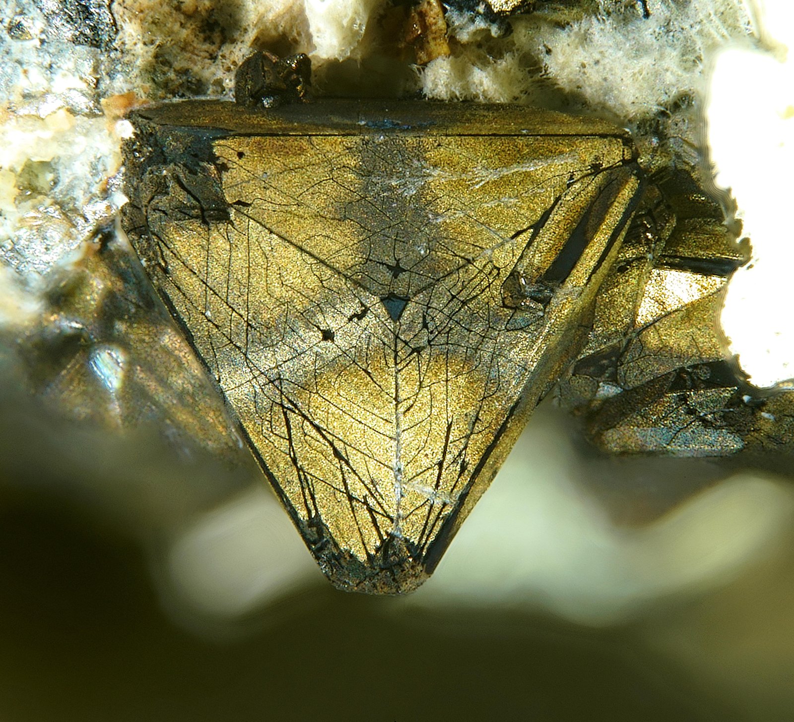 Tetrahedrite and Chalcopyrite
FOV 1,3 mm
(Autor: Firmo Espinar)