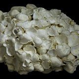 Aragonite (variety pisolite)
55 x 45 x 30 mm
(Autor: Rob Schnerr)