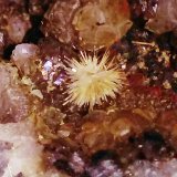 Aragonite, Quartz
8x7mm
(Autor: jordanlowe1089)