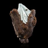 Köttigite
5,0	x	7,0	x	2,5	cm
(Autor: MIM Museum)