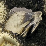 Tschernichite
FOV = 2.3 mm
(Autor: Doug)