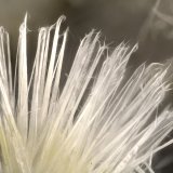 Mesolite
FOV = 3.8 mm
(Autor: Doug)
