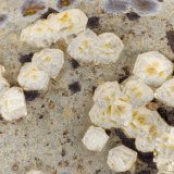 Paulingite
FOV = 3.4 mm
(Autor: Doug)