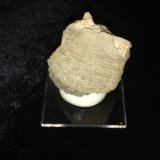 Witherite
45 mm X 45 mm X 40 mm
(Autor: Robert Seitz)