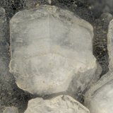 Gmelinite, 'Chabazite', Phillipsite
FOV = 3.0 mm
(Autor: Doug)