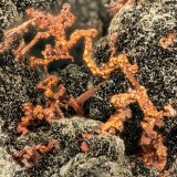 Copper
FOV = 3.5 mm
(Autor: Doug)