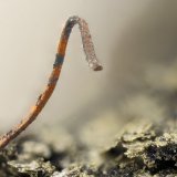 Copper
FOV = 3.0 mm
(Autor: Doug)
