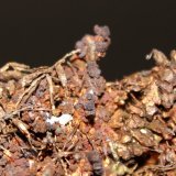 Copper
6.8 x 4.3 x 2.1 cm
(Autor: Don Lum)