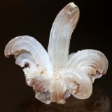 Gypsum
7.0 x 6.5 x 4.5 cm
(Autor: Don Lum)