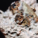 Sphalerite, Chalcopyrite, Tetrahedrite, Quartz
7.0 x 6.6 cm
(Autor: Don Lum)
