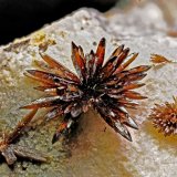 Vanadinite
FOV 5mm
(Autor: Carlos Pareja)
