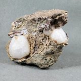 Analcime
7 * 8 cm
(Autor: h.abbasi)