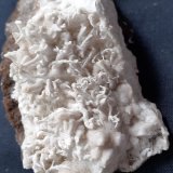 Aragonite (variety flos ferri)
10 x 4 cm
(Autor: Volkmar Stingl)
