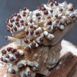 Aragonite
4,5 x 2,5 cm
(Autor: Volkmar Stingl)