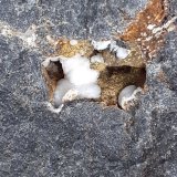 Ferrierite-Mg
FoV 1,5 x 1 cm
(Autor: Volkmar Stingl)