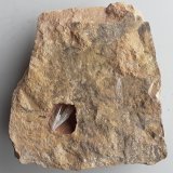 Aragonite
7,5 x 7 cm
(Autor: Volkmar Stingl)