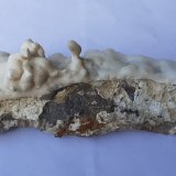 Aragonite (variety flos ferri)
16 x 6 cm
(Autor: Volkmar Stingl)