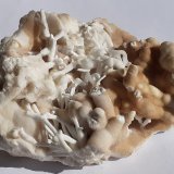 Aragonite (variety flos ferri)
13 x 9 cm
(Autor: Volkmar Stingl)