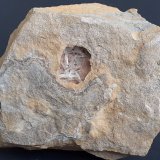 Aragonite
7 x 6,5 cm
(Autor: Volkmar Stingl)