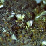 Ferrierite-Mg
2,5 x 1,5 cm
(Autor: Volkmar Stingl)