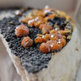Mimetite (variety campylite)
6mm
(Autor: Forrestblyth)