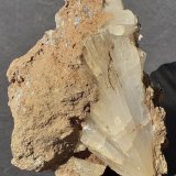 Aragonite
10 x 9,5 cm
(Autor: Volkmar Stingl)