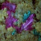 Erythrite, Tirolite
2,5 x 2 cm
(Autor: Volkmar Stingl)