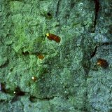 Anatase
4 x 2,5 cm
(Autor: Volkmar Stingl)