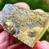 Pyrite secondary deposit
10 cm
(Autor: Forrestblyth)