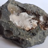 Aragonite, Calcite
8 x 7 cm
(Autor: Volkmar Stingl)