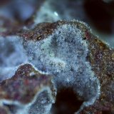 Erionite
1,5 x 1 cm
(Autor: Volkmar Stingl)