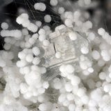 Mordenite, Erionite, Clinoptilolite-Ca
FOV = 3.8 mm
(Autor: Doug)