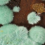 Strashimirite
(Autor: Doug)