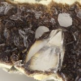 Tschernichite, Levyne
FOV = 3.4 mm
(Autor: Doug)
