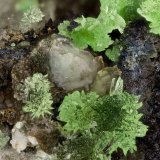 Ausinite
FOV = 2.9 mm
(Autor: Doug)