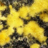 Cacoxenite
FOV = 4.0mm
(Autor: Doug)