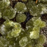 Lipscombite
FOV = 0.8 mm
(Autor: Doug)