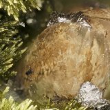 Calcite with Epidote
FOV = 3.3 mm
(Autor: Doug)