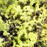 Beudantite
FOV = 1.2 mm
(Autor: Doug)