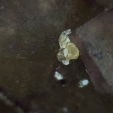 Quartz, Fluorite
FOV 1 cm
(Autor: Richard Arseneau)