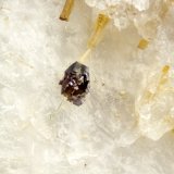 Wurtzite
FOV = 2mm
(Autor: Doug)