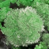 Conichalcite, Hemimorphite
FOV = 4.0 mm
(Autor: Doug)