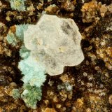 Variscite
FOV = 1.5 mm
(Autor: Doug)
