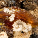 Descloizite
FOV = 3.0 mm
(Autor: Doug)