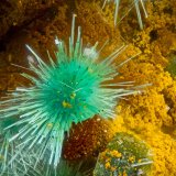 Agardite-(La)
FOV = 2.0 mm
(Autor: Doug)
