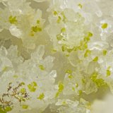 Hinsdalite
FOV = 2.0 mm
(Autor: Doug)
