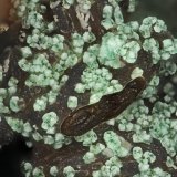 Adamite
FOV = 2.0 mm
(Autor: Doug)