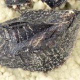 Siderite
FOV = 3.4 mm
(Autor: Doug)